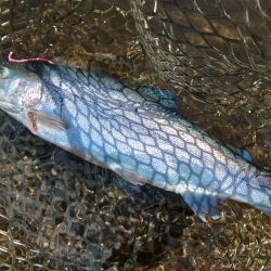 エキスパートエリアで大物にチャレンジ ～平谷湖フィッシングスポット～